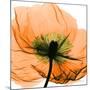Poppy Orange-Albert Koetsier-Mounted Photographic Print