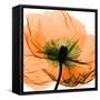 Poppy Orange-Albert Koetsier-Framed Stretched Canvas