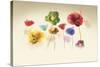 Poppy Panorama-Andreas Stridsberg-Stretched Canvas