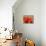 Poppy, Papaver Rhoeas, Bielefeld, Germany-Thorsten Milse-Stretched Canvas displayed on a wall