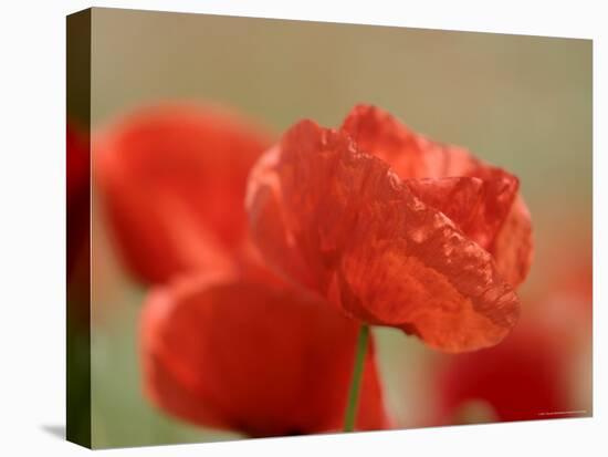 Poppy, Papaver Rhoeas, Bielefeld, Germany-Thorsten Milse-Stretched Canvas