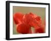 Poppy, Papaver Rhoeas, Bielefeld, Germany-Thorsten Milse-Framed Photographic Print