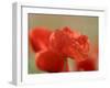 Poppy, Papaver Rhoeas, Bielefeld, Germany-Thorsten Milse-Framed Photographic Print