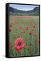 Poppy (Papaver rhoeas) De Inslag, Brasschaat, Belgium-Bernard Castelein-Framed Stretched Canvas