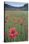 Poppy (Papaver rhoeas) De Inslag, Brasschaat, Belgium-Bernard Castelein-Stretched Canvas