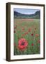 Poppy (Papaver rhoeas) De Inslag, Brasschaat, Belgium-Bernard Castelein-Framed Photographic Print