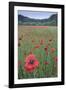 Poppy (Papaver rhoeas) De Inslag, Brasschaat, Belgium-Bernard Castelein-Framed Photographic Print