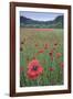 Poppy (Papaver rhoeas) De Inslag, Brasschaat, Belgium-Bernard Castelein-Framed Photographic Print