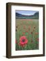 Poppy (Papaver rhoeas) De Inslag, Brasschaat, Belgium-Bernard Castelein-Framed Photographic Print