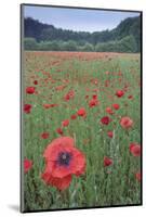 Poppy (Papaver rhoeas) De Inslag, Brasschaat, Belgium-Bernard Castelein-Mounted Photographic Print