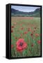 Poppy (Papaver rhoeas) De Inslag, Brasschaat, Belgium-Bernard Castelein-Framed Stretched Canvas