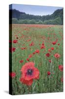 Poppy (Papaver rhoeas) De Inslag, Brasschaat, Belgium-Bernard Castelein-Stretched Canvas