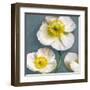 Poppy Parfait II-Janel Pahl-Framed Art Print