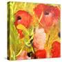 Poppy Patch-Ruth Palmer-Stretched Canvas