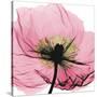 Poppy Pink-Albert Koetsier-Stretched Canvas