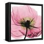 Poppy Pink-Albert Koetsier-Framed Stretched Canvas