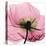 Poppy Pink-Albert Koetsier-Stretched Canvas