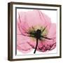 Poppy Pink-Albert Koetsier-Framed Art Print