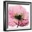 Poppy Pink-Albert Koetsier-Framed Art Print