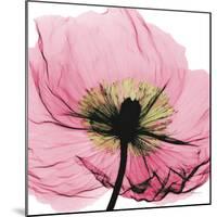 Poppy Pink-Albert Koetsier-Mounted Art Print