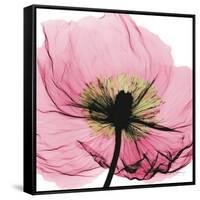 Poppy Pink-Albert Koetsier-Framed Stretched Canvas