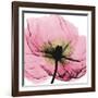 Poppy Pink-Albert Koetsier-Framed Art Print