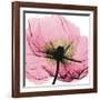 Poppy Pink-Albert Koetsier-Framed Art Print