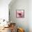 Poppy Pink-Albert Koetsier-Framed Stretched Canvas displayed on a wall