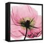 Poppy Pink-Albert Koetsier-Framed Stretched Canvas