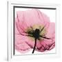 Poppy Pink-Albert Koetsier-Framed Art Print