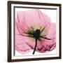Poppy Pink-Albert Koetsier-Framed Art Print