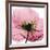 Poppy Pink-Albert Koetsier-Framed Art Print