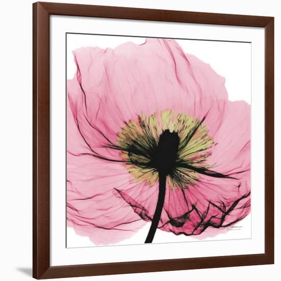 Poppy Pink-Albert Koetsier-Framed Art Print