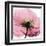 Poppy Pink-Albert Koetsier-Framed Art Print