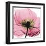 Poppy Pink-Albert Koetsier-Framed Art Print