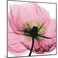 Poppy Pink-Albert Koetsier-Mounted Art Print