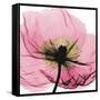 Poppy Pink-Albert Koetsier-Framed Stretched Canvas