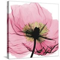 Poppy Pink-Albert Koetsier-Stretched Canvas