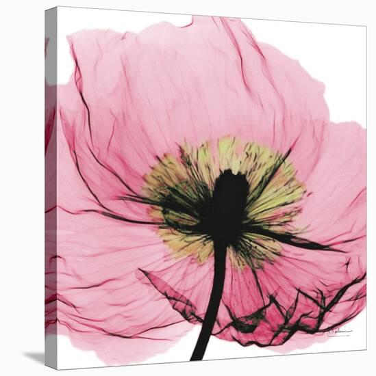 Poppy Pink-Albert Koetsier-Stretched Canvas