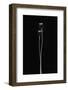 Poppy pods-Lotte Gronkjar-Framed Photographic Print