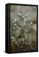 Poppy Pods-Incado-Framed Stretched Canvas