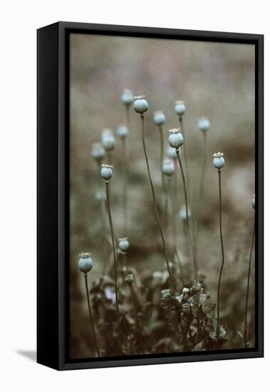 Poppy Pods-Incado-Framed Stretched Canvas