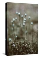 Poppy Pods-Incado-Stretched Canvas