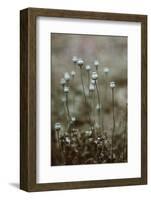 Poppy Pods-Incado-Framed Photographic Print