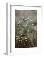Poppy Pods-Incado-Framed Photographic Print