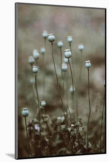 Poppy Pods-Incado-Mounted Photographic Print