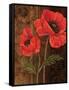 Poppy Portrait I-Todd Williams-Framed Stretched Canvas