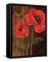 Poppy Portrait I-Todd Williams-Framed Stretched Canvas
