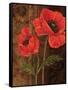 Poppy Portrait I-Todd Williams-Framed Stretched Canvas