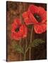 Poppy Portrait I-Todd Williams-Stretched Canvas